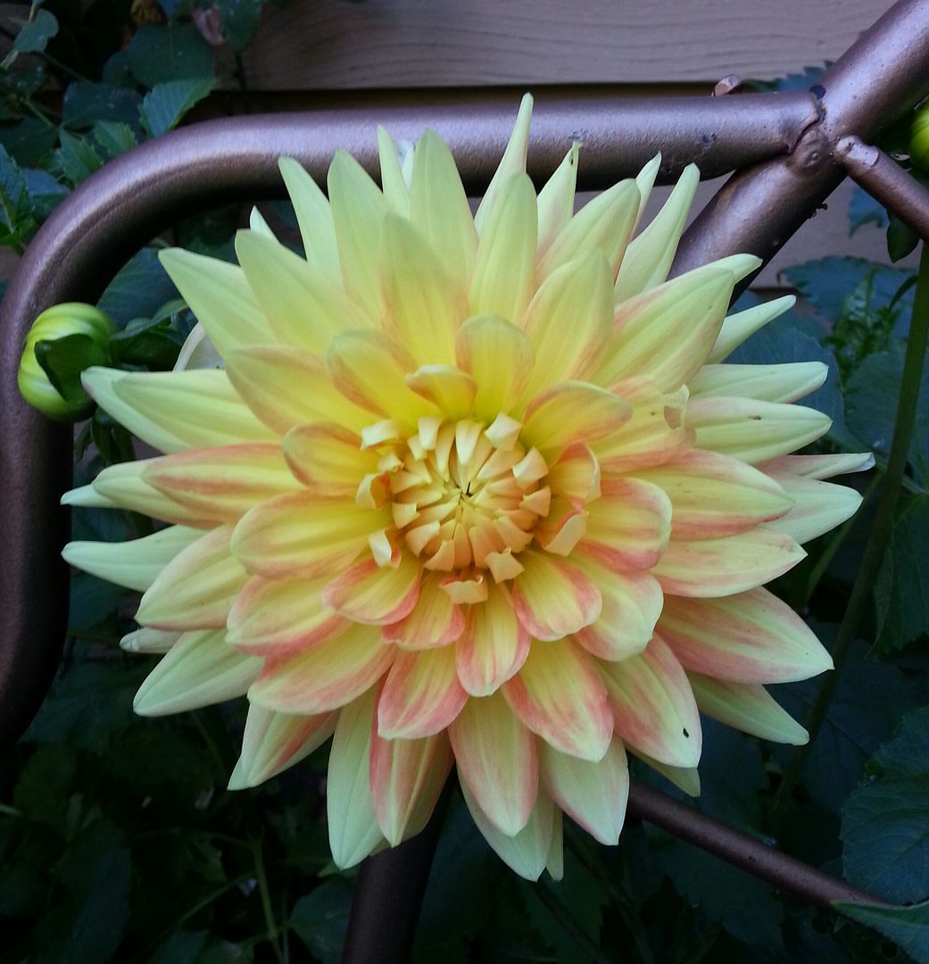  photo 20140726_084945-1_zpspjzrsmq1.jpg